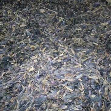 板蓝根种子，精品种子纯新货量大价格实惠，