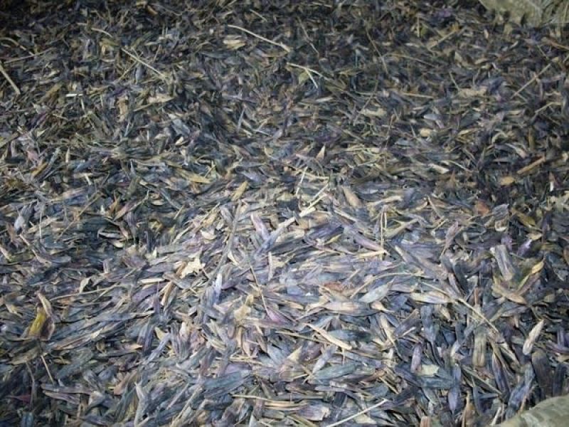 板蓝根种子，精品种子纯新货量大价格实惠，