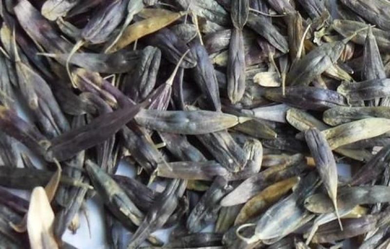 板蓝根种子，精品种子纯新货量大价格实惠，