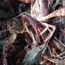 小龙虾稻田套养4-6钱（20-30克）食用活虾