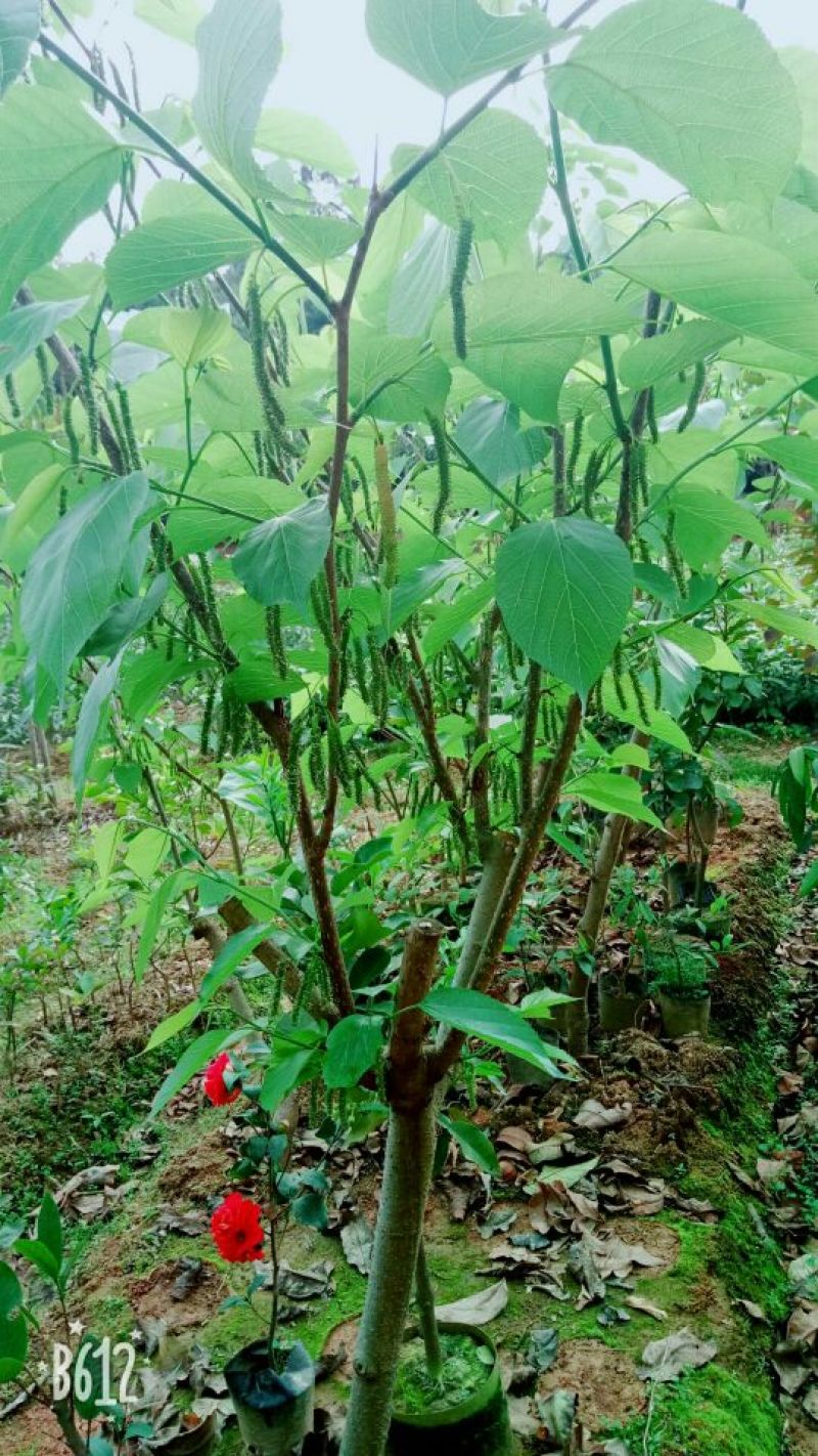 果桑苗60~80cm