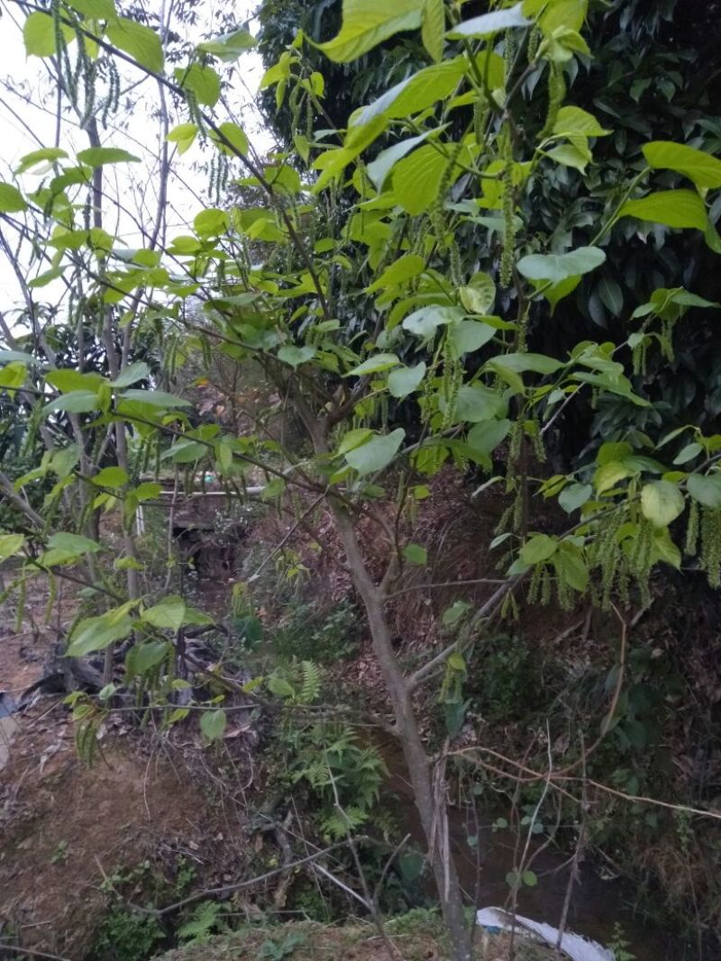 果桑苗60~80cm