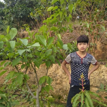 果桑苗60~80cm