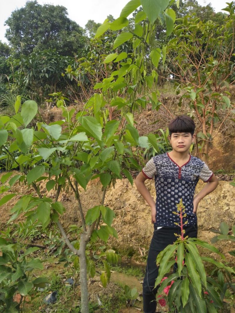 果桑苗60~80cm
