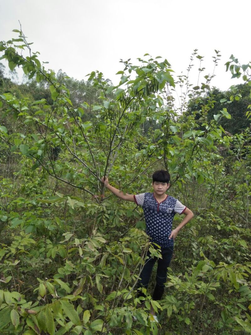 果桑苗60~80cm