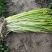 水芹60cm以上