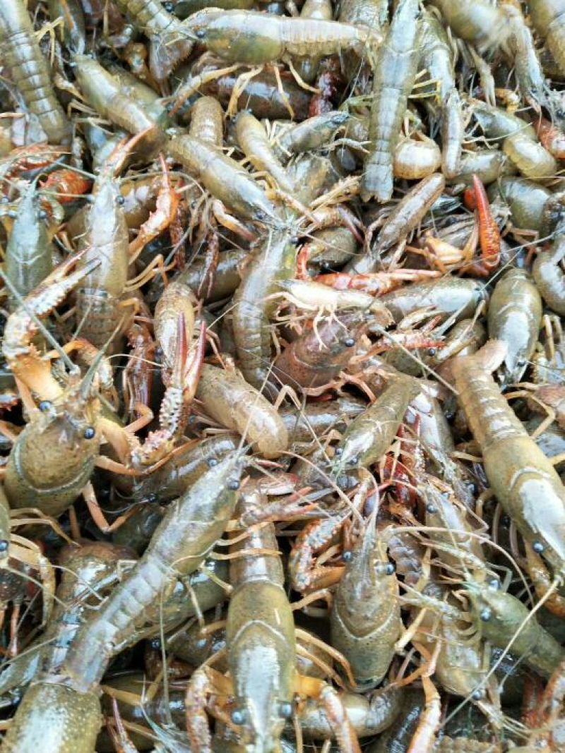 小龙虾虾苗2-4钱（10-20克）活虾小龙虾主养