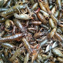 小龙虾虾苗2-4钱（10-20克）活虾小龙虾主养