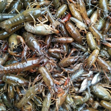 小龙虾虾苗2-4钱（10-20克）活虾小龙虾主养