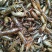 小龙虾虾苗2-4钱（10-20克）活虾小龙虾主养