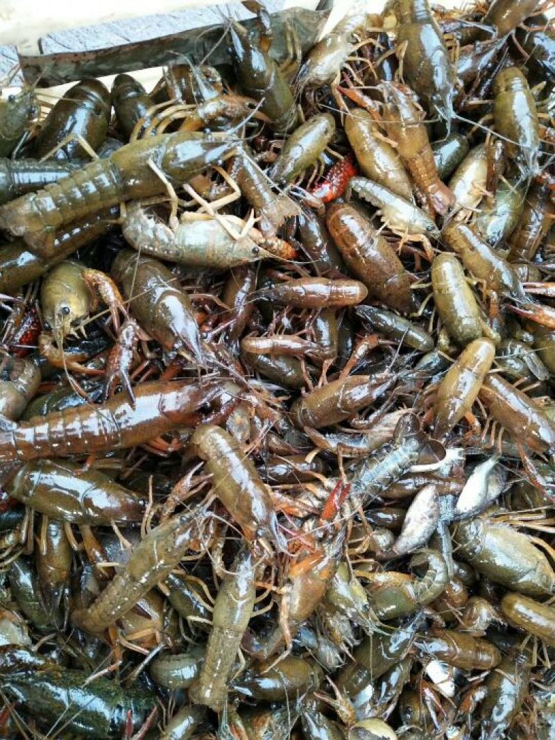 小龙虾虾苗2-4钱（10-20克）活虾小龙虾主养