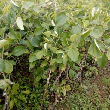青枣苗台湾脆蜜枣苗，大量现货。免费技术指导。