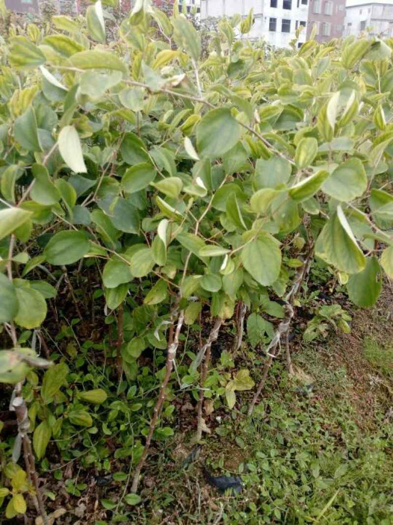 青枣苗台湾脆蜜枣苗，大量现货。免费技术指导。
