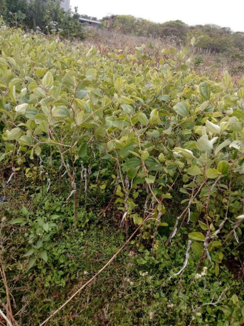 青枣苗台湾脆蜜枣苗，大量现货。免费技术指导。