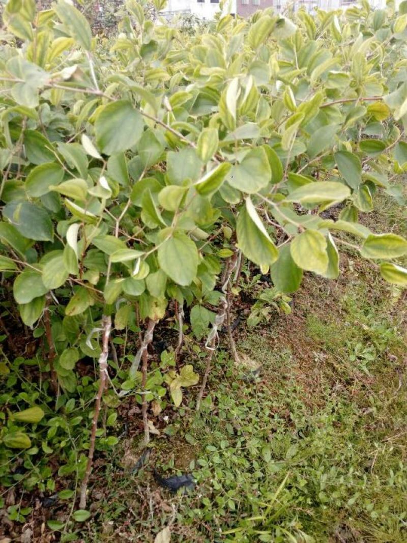 青枣苗台湾脆蜜枣苗，大量现货。免费技术指导。