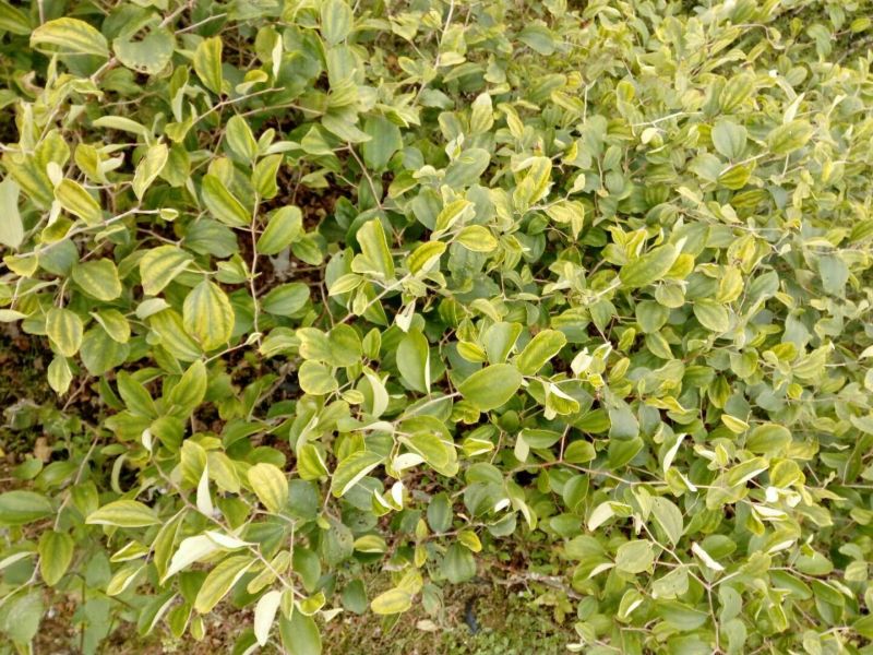 青枣苗台湾脆蜜枣苗，大量现货。免费技术指导。