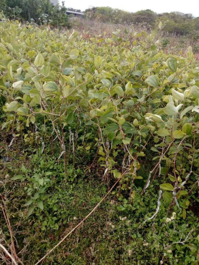 青枣苗台湾脆蜜枣苗，大量现货。免费技术指导。
