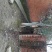 女贞10~12cm