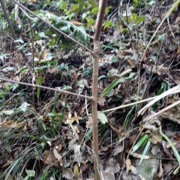 红心腊梅8~10cm4~6cm0.5~1米