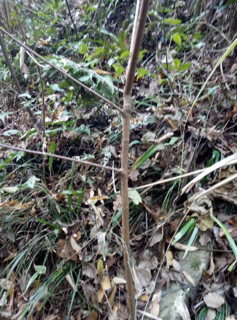 红心腊梅8~10cm4~6cm0.5~1米