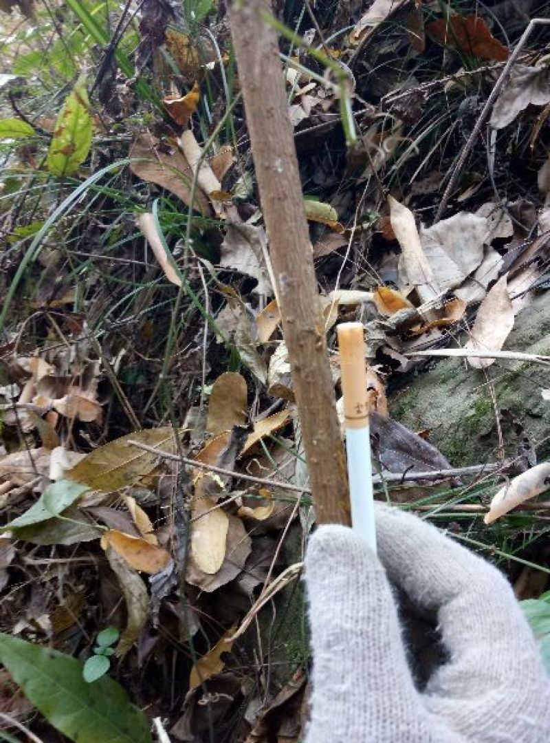 红心腊梅8~10cm4~6cm0.5~1米