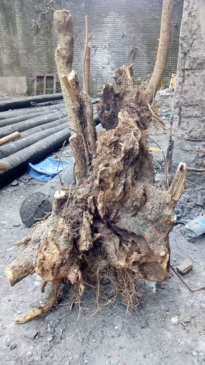 红心腊梅8~10cm4~6cm0.5~1米