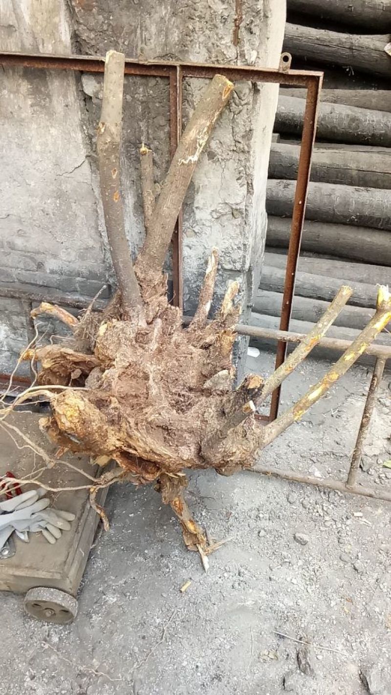 红心腊梅8~10cm4~6cm0.5~1米