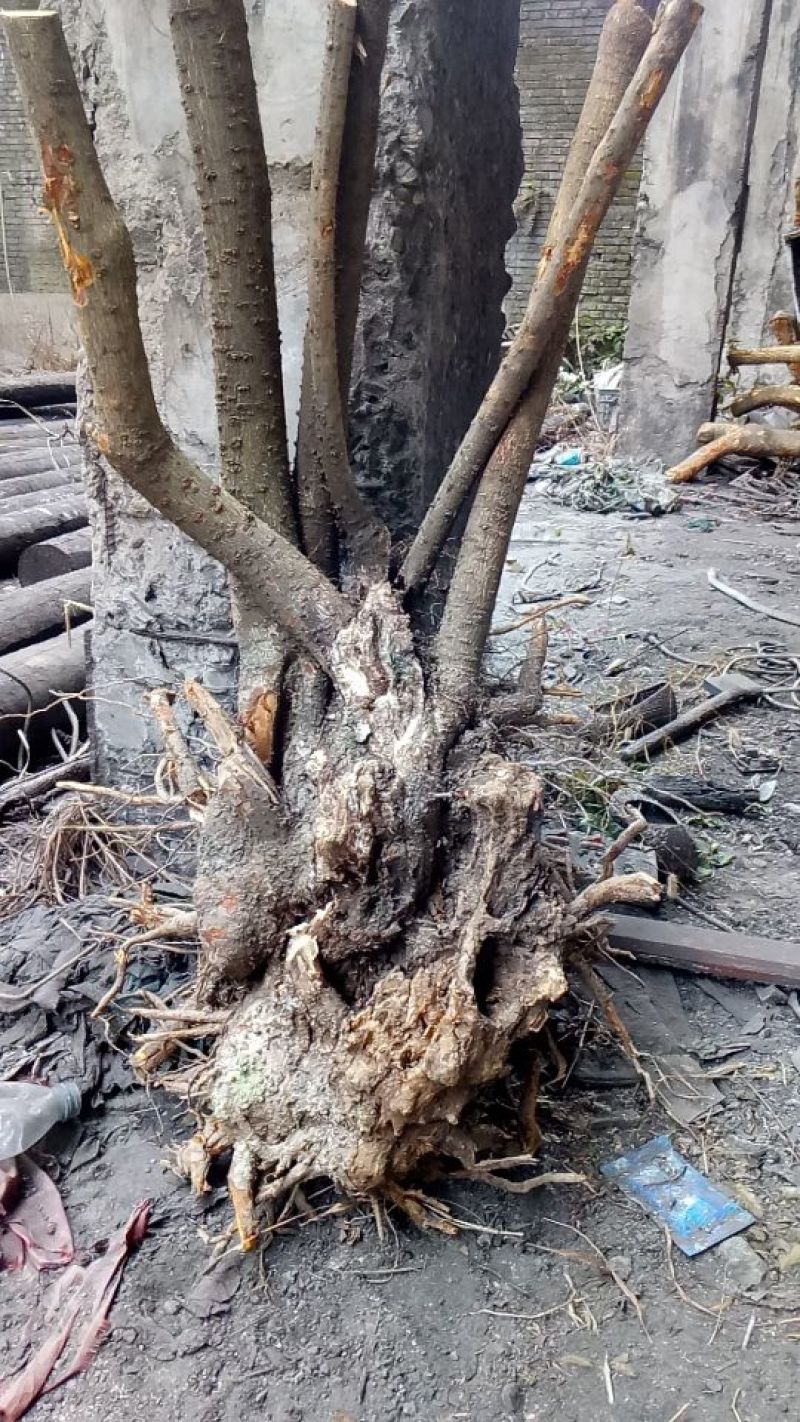 红心腊梅8~10cm4~6cm0.5~1米