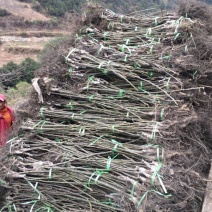 泡核桃苗云南大泡核桃嫁接苗