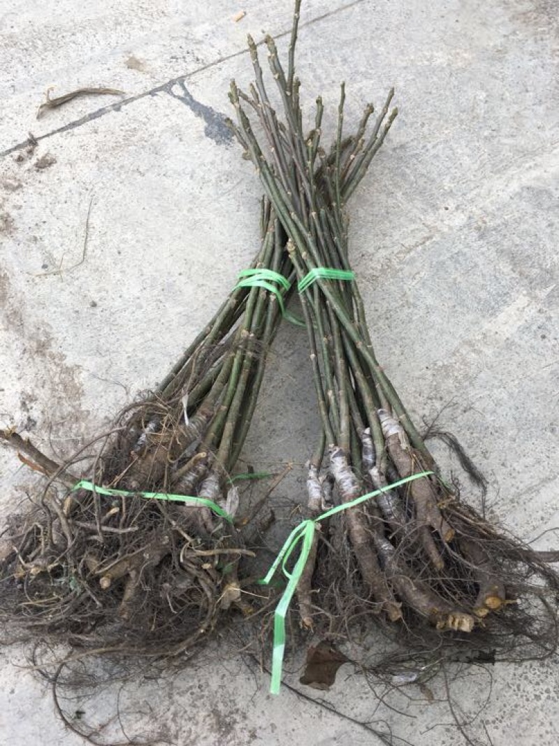 泡核桃苗云南大泡核桃嫁接苗