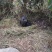 香猪母