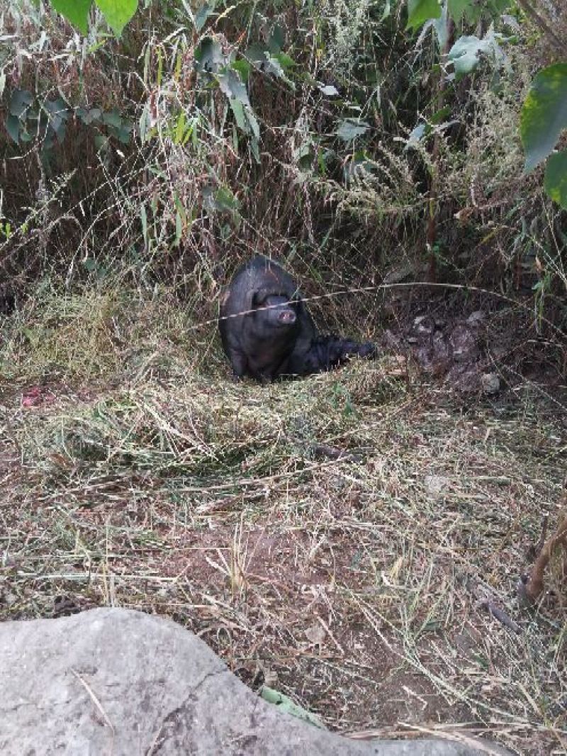 香猪母