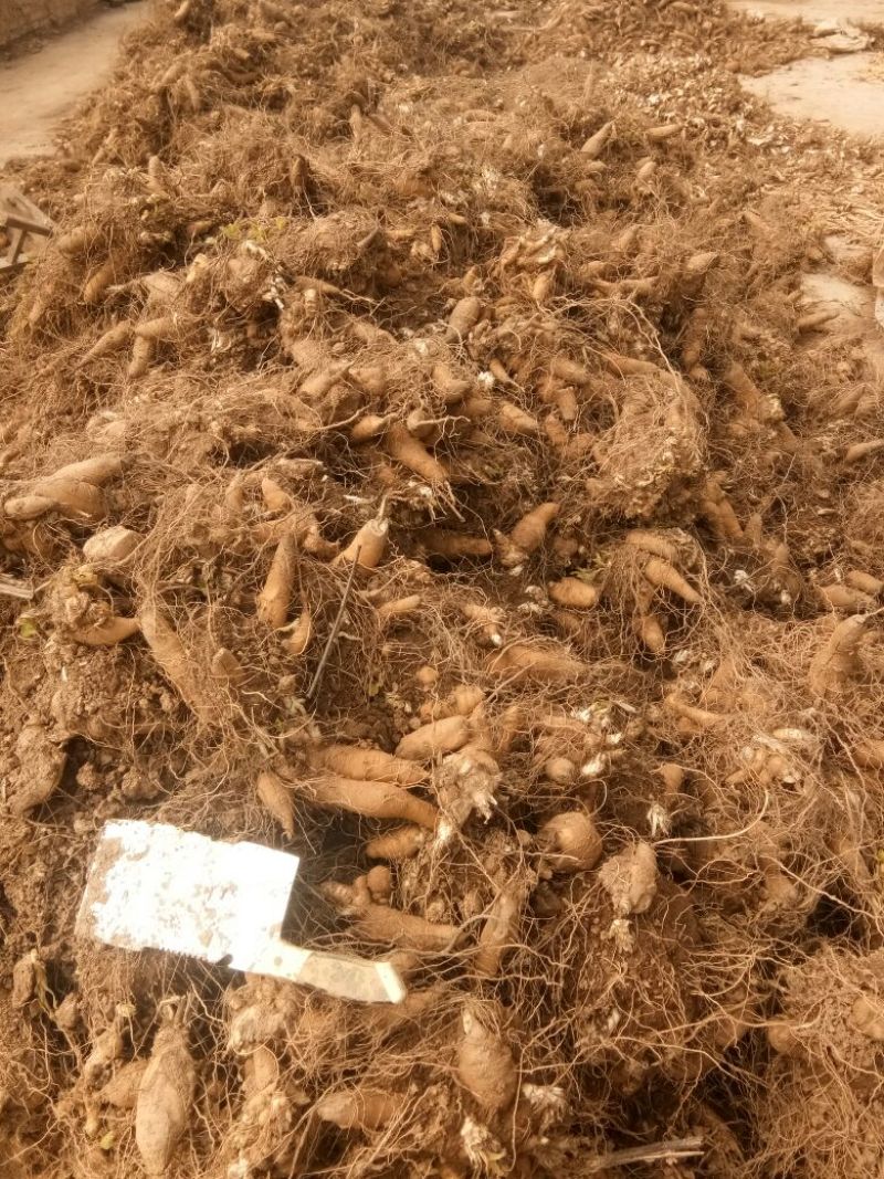 玄参苗