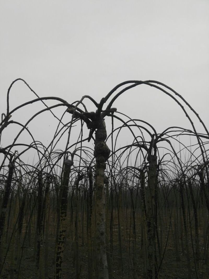 龙爪槐6~8cm4~6cm1~2米