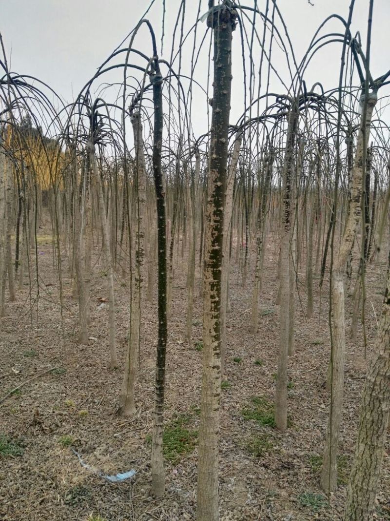 龙爪槐6~8cm4~6cm1~2米