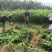 沙糖桔苗本家嫁接2年超大苗