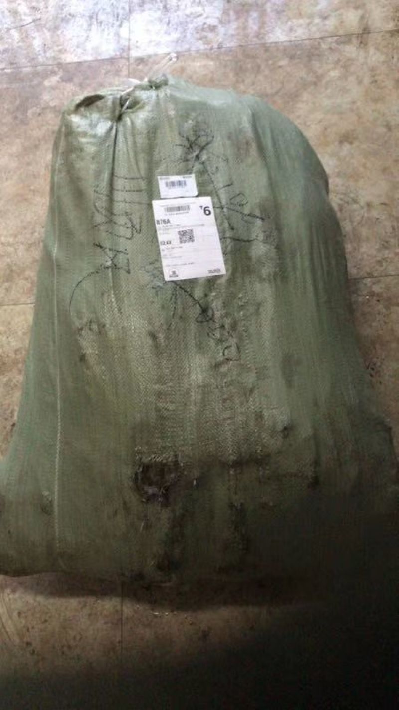 树莓苗10~30cm