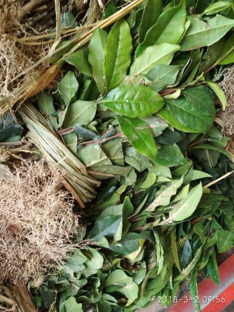 白茶苗