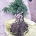 无核荔枝苗80~100cm