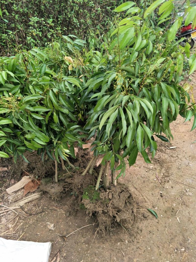 无核荔枝苗80~100cm
