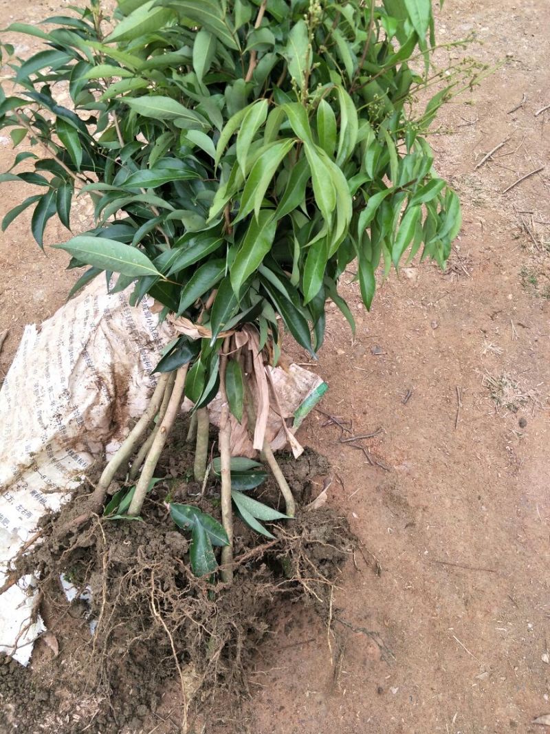 无核荔枝苗80~100cm
