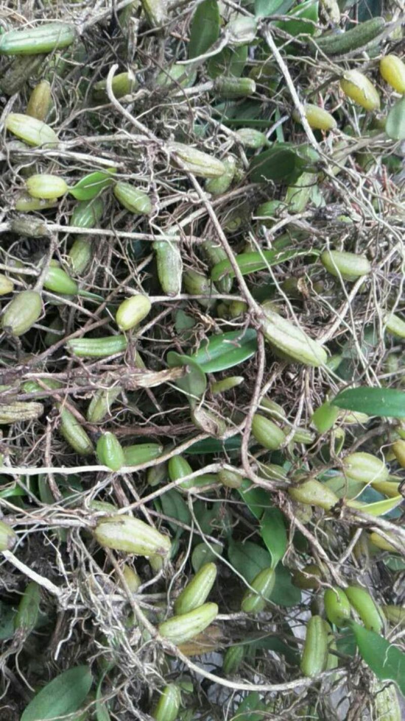 石橄榄