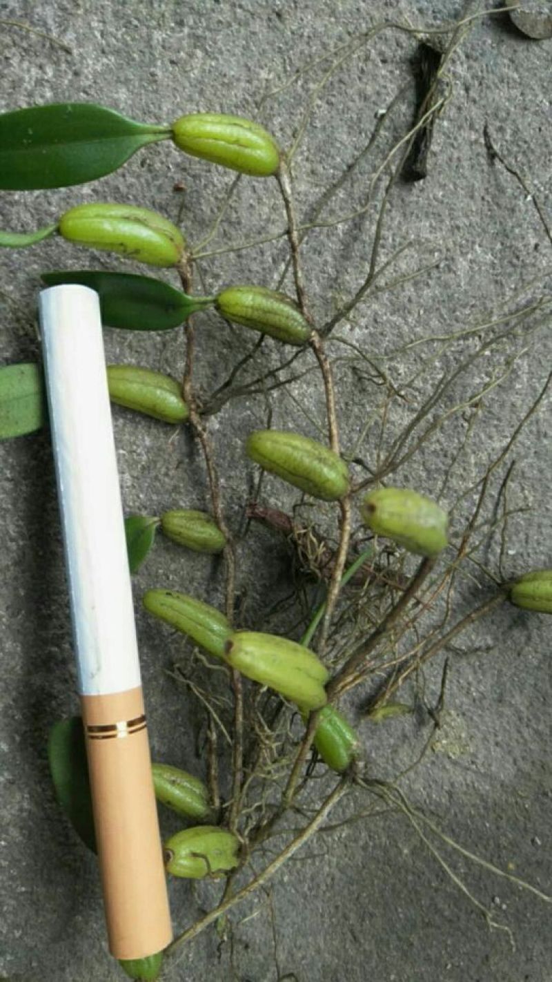 石橄榄