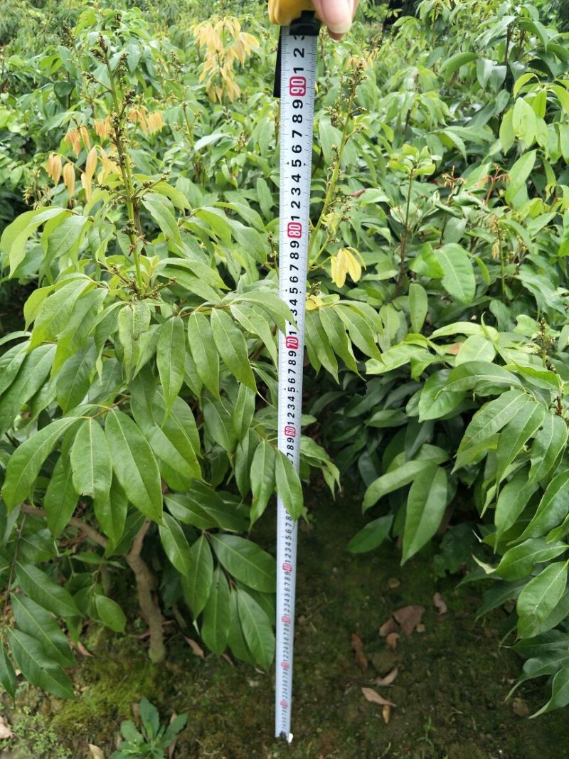 妃子笑荔枝苗80~100cm