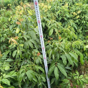 妃子笑荔枝苗80~100cm