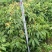 妃子笑荔枝苗80~100cm
