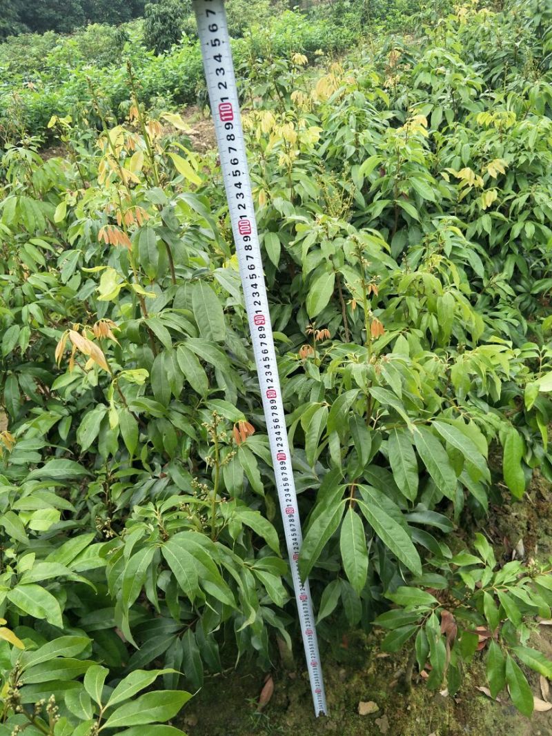 妃子笑荔枝苗80~100cm