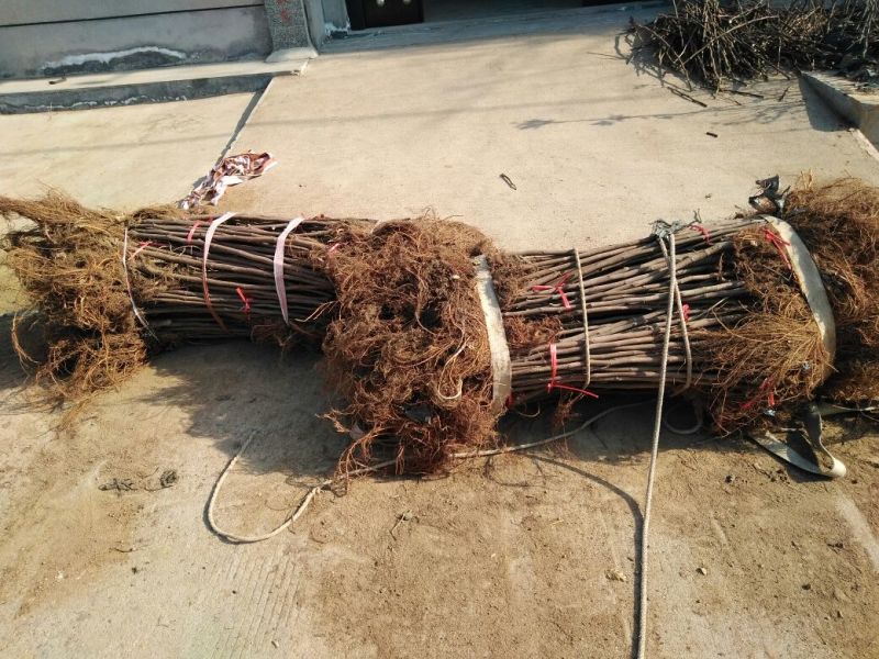 【无花果树苗】80~100cm包邮包品种包成活死苗补发