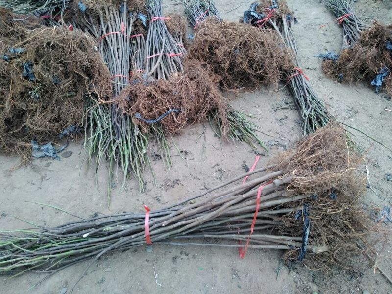 【无花果树苗】80~100cm包邮包品种包成活死苗补发
