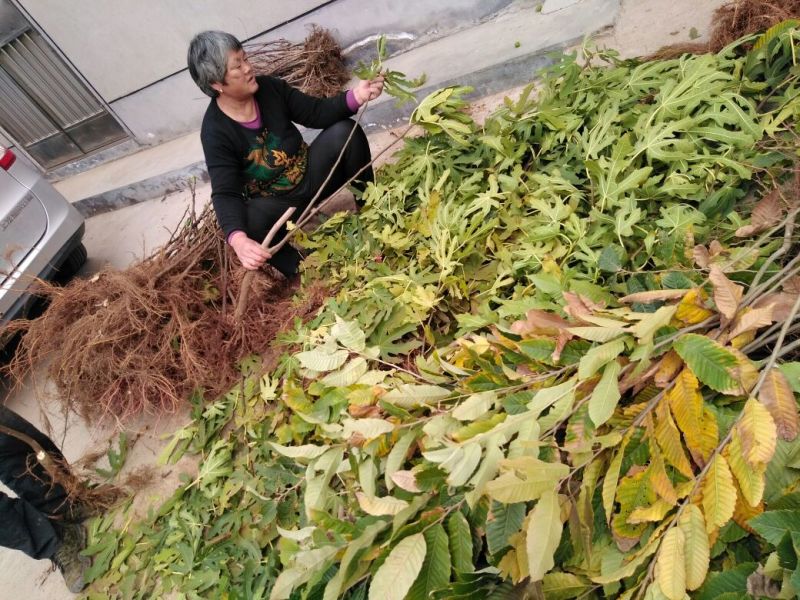 【无花果树苗】80~100cm包邮包品种包成活死苗补发